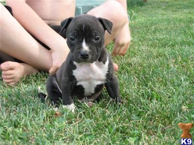 Puppies in COLDWATER